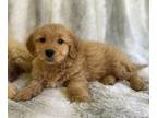 Golden Retriever-Poodle (Toy) Mix PUPPY FOR SALE ADN-785783 - Mini golden doodle