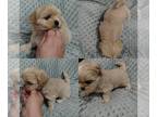 Shih Tzu PUPPY FOR SALE ADN-785784 - Shih Tzu Females and Males available