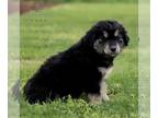 Goberian PUPPY FOR SALE ADN-785787 - Goberian