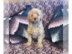 Goldendoodle (Miniature) PUPPY FOR SALE ADN-785790 - f1b Mini Goldendoodle