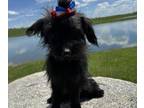Poodle (Miniature) Mix PUPPY FOR SALE ADN-785798 - HOOEY IS A YORKIEPOO