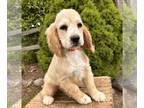 Cockapoo PUPPY FOR SALE ADN-785802 - Ranger