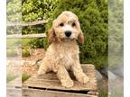 Cockapoo PUPPY FOR SALE ADN-785806 - Riley