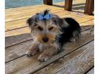 Yorkshire Terrier PUPPY FOR SALE ADN-785807 - PISTOL IS A YORKIE