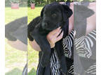 Labrador Retriever PUPPY FOR SALE ADN-785813 - Beautiful Black Lab Puppy