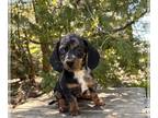 Dachshund PUPPY FOR SALE ADN-785818 - Watkins