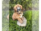 Mini Whoodle (Wheaten Terrier/Miniature Poodle) PUPPY FOR SALE ADN-785823 -