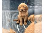 Golden Retriever PUPPY FOR SALE ADN-785825 - Golden Retriever Puppies