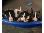 Bull Terrier PUPPY FOR SALE ADN-785826 - Adorable Bull Terrier Puppies for Sale
