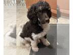 Poodle (Standard) PUPPY FOR SALE ADN-785836 - Gideon