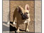 French Bulldog PUPPY FOR SALE ADN-785839 - Adult AKC Female French Bulldog For