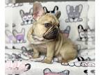 French Bulldog PUPPY FOR SALE ADN-785842 - AKC frenchie Fench Bulldog Puppy