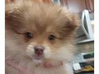 Pomeranian PUPPY FOR SALE ADN-785843 - Toy female pomeranian 12 weeks