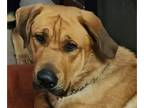 English Mastweiler-German Shepherd Dog Mix DOG FOR ADOPTION ADN-785680 - German
