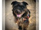 American Staffordshire Terrier-Schnauzer (Giant) Mix DOG FOR ADOPTION