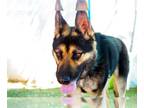 Australian Kelpie-German Shepherd Dog Mix DOG FOR ADOPTION RGADN-1088892 - Sarge