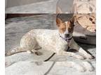 Red Heeler Mix DOG FOR ADOPTION RGADN-1090734 - Jessie's Girl TX aka Tess - Red