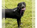Labrador Retriever DOG FOR ADOPTION RGADN-1091290 - Beau aka Buford - Labrador