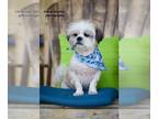 Shih Tzu DOG FOR ADOPTION RGADN-1243445 - Zeke - Shih Tzu (medium coat) Dog For