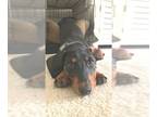 Dachshund Mix DOG FOR ADOPTION RGADN-1243455 - DRUT UTAH OLLIE - Dachshund /