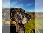 Great Dane DOG FOR ADOPTION RGADN-1243457 - Ellie - Great Dane (short coat) Dog
