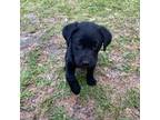 Labrador Retriever Puppy for sale in Wilmington, NC, USA