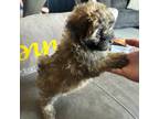 Maltipoo Puppy for sale in Celina, OH, USA