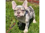 French Bulldog Puppy for sale in Queens, NY, USA