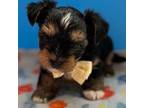 Maltese Puppy for sale in Lutz, FL, USA
