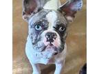 French Bulldog Puppy for sale in Morganfield, KY, USA