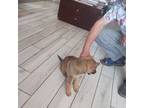 German Shepherd Dog Puppy for sale in Weeki Wachee, FL, USA