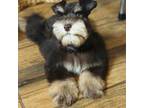 Schnauzer (Miniature) Puppy for sale in Jacksonville, TX, USA