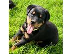 Rottweiler Puppy for sale in Brighton, CO, USA