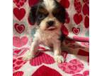 Cavalier King Charles Spaniel Puppy for sale in Hopkinsville, KY, USA