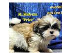 Shih Tzu Puppy for sale in Durham, CT, USA