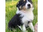 Miniature Australian Shepherd Puppy for sale in Durham, CT, USA