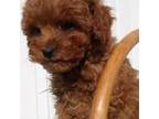 Mutt Puppy for sale in Durham, CT, USA