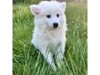 American Eskimo Dog Puppy for sale in Durham, CT, USA