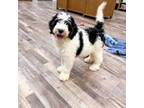 Mutt Puppy for sale in Exeter, MO, USA