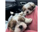 Shih Tzu Puppy for sale in Beltsville, MD, USA