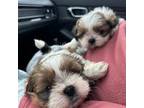 ShihTzu Puppies available For more information Contact: