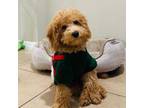 Miniature Labradoodle Puppy for sale in Windermere, FL, USA