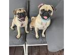 Pug Puppy for sale in Wilmer, TX, USA