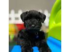 Schnauzer (Miniature) Puppy for sale in Austin, TX, USA