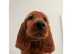 Irish Setter Puppy for sale in Bunnlevel, NC, USA