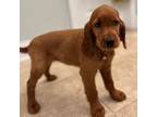 Irish Setter Puppy for sale in Bunnlevel, NC, USA