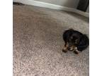 Dachshund Puppy for sale in Raymore, MO, USA