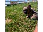 French Bulldog Puppy for sale in Brush, CO, USA