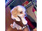 Cavalier King Charles Spaniel Puppy for sale in Cannon Falls, MN, USA