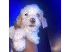 Cavalier King Charles Spaniel Puppy for sale in Cannon Falls, MN, USA
